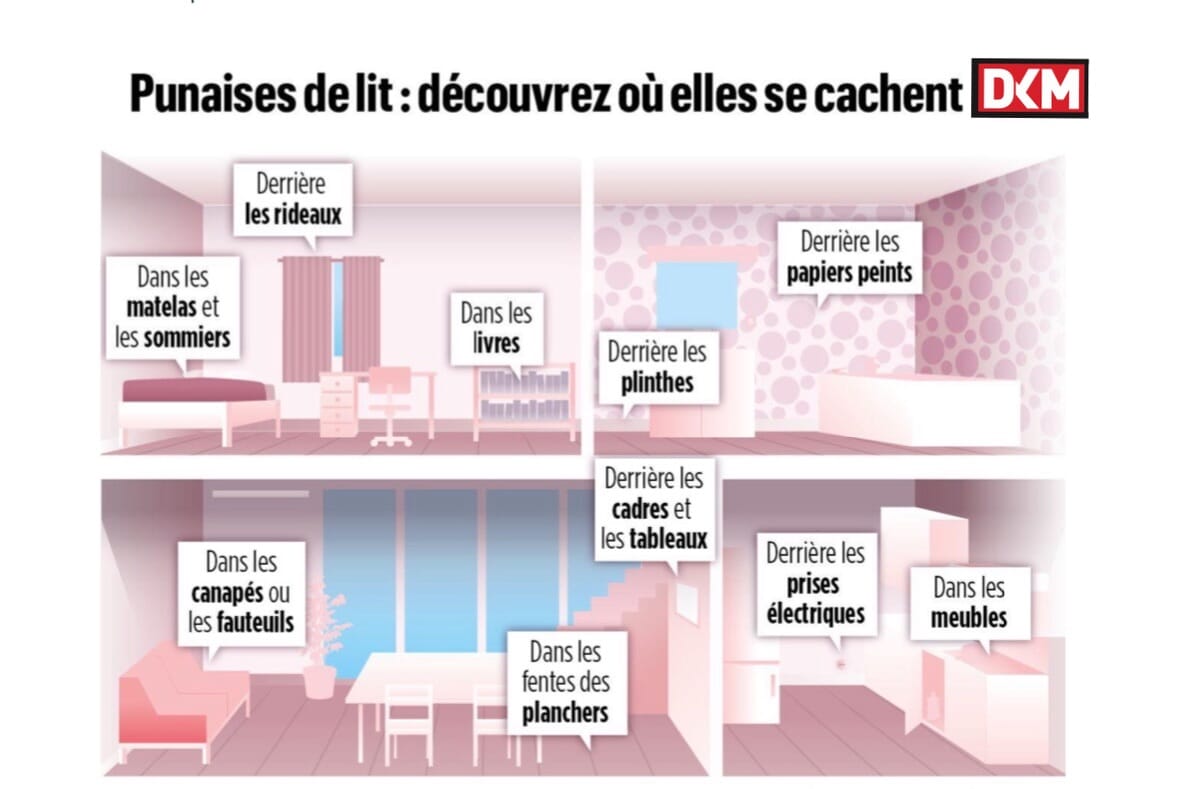 StopNuisibles Strasbourg - Expert en Dératisation et Désinsectisation