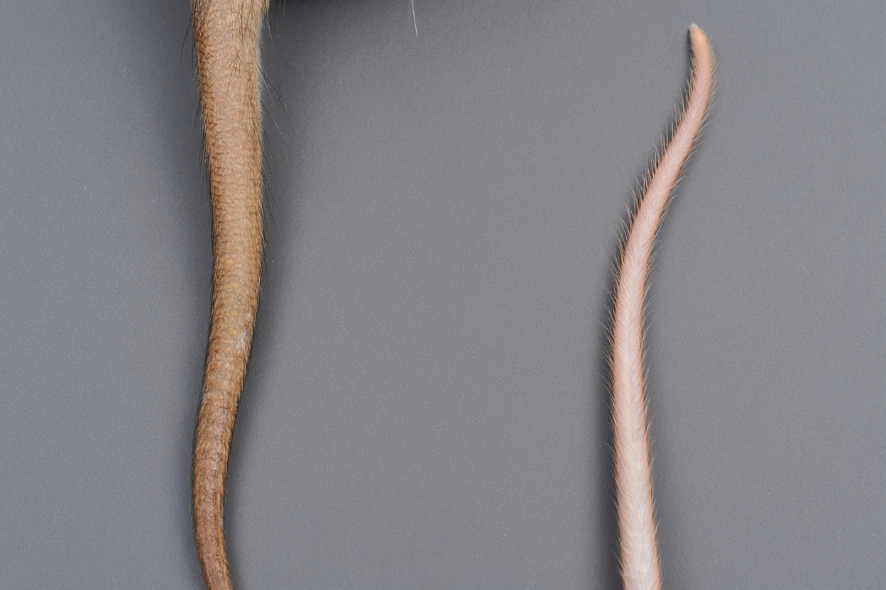 Comparaison queue rat et souris