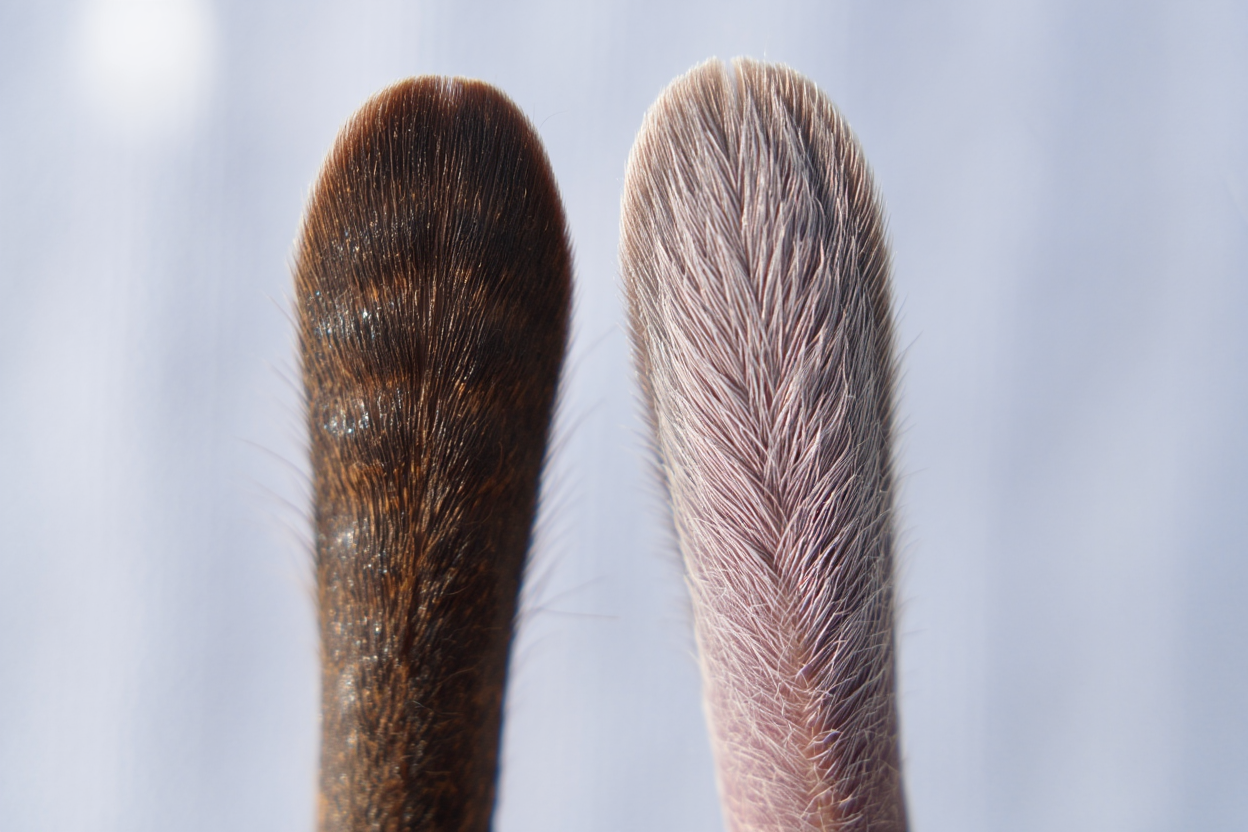 Détail poils queue rongeurs