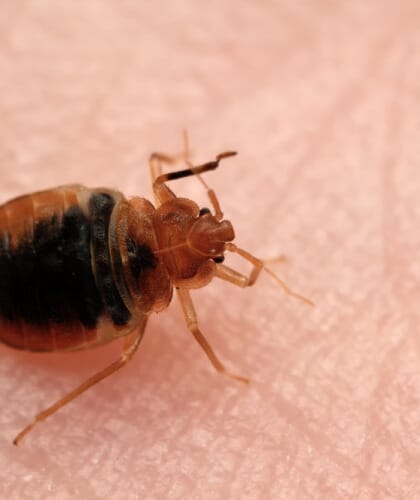 Meilleure méthode anti rats : répulsif ou piège anti-rongeur